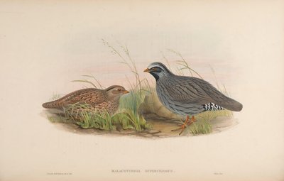 Malacoturnix superciliosus by John Gould